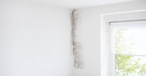 Best Industrial Mold Remediation  in Belvedere, SC