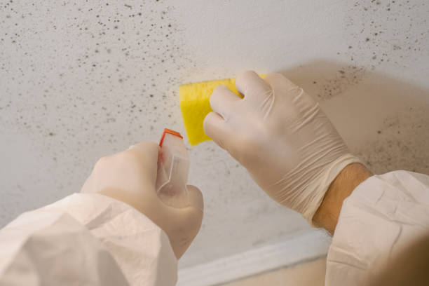 Best Mold Remediation for Vacation Homes  in Belvedere, SC